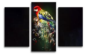 Sablio Obraz - 3-dílný Barevný papoušek - 75x50 cm