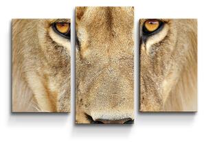 Sablio Obraz - 3-dílný Pohled lvice - 75x50 cm
