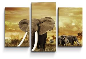 Sablio Obraz - 3-dílný Slon Africký - 75x50 cm
