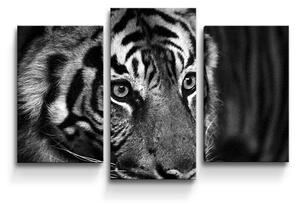 Sablio Obraz - 3-dílný Černobílý tygr - 75x50 cm