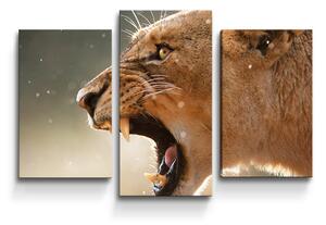 Sablio Obraz - 3-dílný Rozzuřená lvice - 75x50 cm