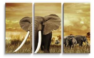 Sablio Obraz - 3-dílný Slon Africký - 120x80 cm