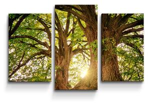 Sablio Obraz - 3-dílný Stromy - 75x50 cm