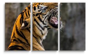 Sablio Obraz - 3-dílný Řvoucí tygr - 120x80 cm