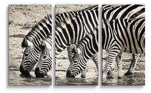 Sablio Obraz - 3-dílný Zebry u vody: 120x80 cm
