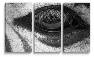Sablio Obraz - 3-dílný Oko zebry - 120x80 cm