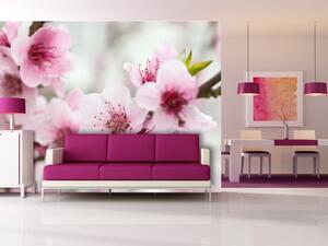 Fototapeta Jaro, kvetoucí strom - růžové květy