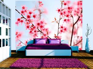 Fototapeta Symbol Japonska - květy sakury - světlý japonský rostlinný motiv
