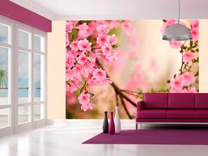 Fototapeta Růžové azalky - detail květů na světlém rozmazaném pozadí rostliny