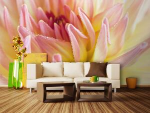 Fototapeta Pastel barevné dahlia květ s kapkami rosy