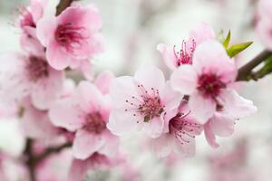 Fototapeta Růžové květy třešně - japonský rostlinný motiv