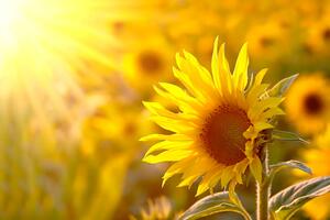 Fototapeta Letní rostlinný motiv - žlutý květ na slunečnicovém poli
