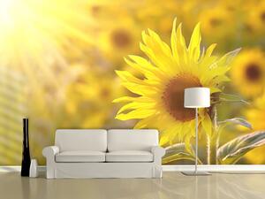 Fototapeta Letní květy - makro snímek se slunečnicí v paprscích slunce