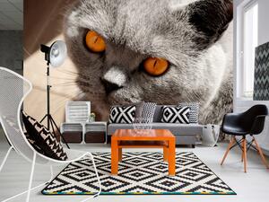 Fototapeta Zvíře na snímku - portrét šedé kočky s oranžovýma očima