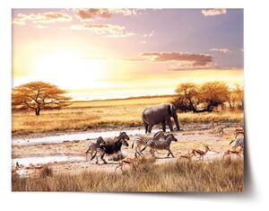 Sablio Plakát Safari - 60x40 cm