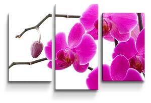 Sablio Obraz - 3-dílný Fialové orchideje - 75x50 cm