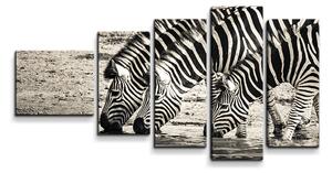 Sablio Obraz - 5-dílný Zebry u vody: 100x60 cm