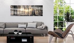 Obraz na akrylovém skle Lesní sluneční svit