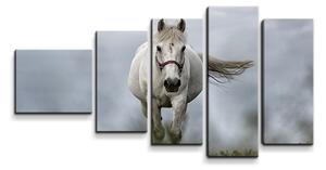 Sablio Obraz - 5-dílný Bílý kůň 3 - 100x60 cm