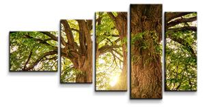Sablio Obraz - 5-dílný Stromy - 100x60 cm