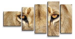 Sablio Obraz - 5-dílný Pohled lvice - 100x60 cm