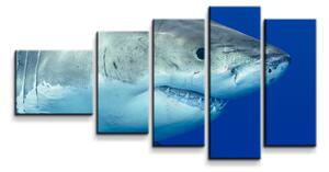 Sablio Obraz - 5-dílný Žralok - 100x60 cm