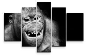 Sablio Obraz - 5-dílný Orangutan - 125x90 cm