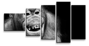 Sablio Obraz - 5-dílný Orangutan - 100x60 cm