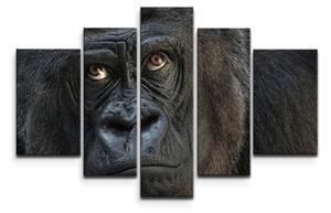 Sablio Obraz - 5-dílný Gorila - 125x90 cm