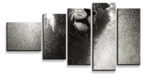 Sablio Obraz - 5-dílný Mokrý lev - 100x60 cm