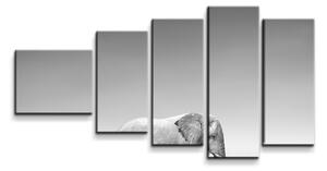 Sablio Obraz - 5-dílný Slon a zebra - 100x60 cm