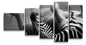 Sablio Obraz - 5-dílný Válející se zebra - 100x60 cm