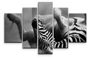 Sablio Obraz - 5-dílný Válející se zebra - 125x90 cm