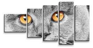 Sablio Obraz - 5-dílný Kočičí pohled - 100x60 cm