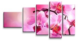 Sablio Obraz - 5-dílný Květy orchideje - 100x60 cm