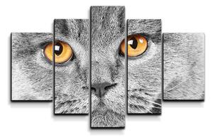 Sablio Obraz - 5-dílný Kočičí pohled - 125x90 cm