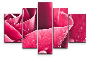 Sablio Obraz - 5-dílný Detail růže - 125x90 cm
