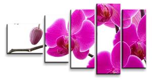 Sablio Obraz - 5-dílný Fialové orchideje - 100x60 cm