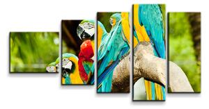 Sablio Obraz - 5-dílný Papoušci na větvi - 100x60 cm