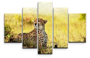 Sablio Obraz - 5-dílný Gepard - 125x90 cm