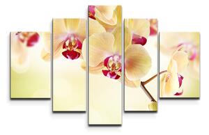 Sablio Obraz - 5-dílný Orchidej 2 - 125x90 cm