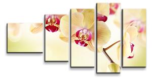 Sablio Obraz - 5-dílný Orchidej 2 - 100x60 cm