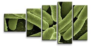 Sablio Obraz - 5-dílný Bakterie - 100x60 cm