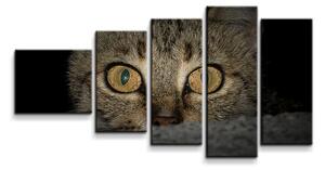 Sablio Obraz - 5-dílný Kočka - 100x60 cm