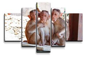 Sablio Obraz - 5-dílný Opičky - 125x90 cm