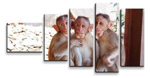 Sablio Obraz - 5-dílný Opičky - 100x60 cm