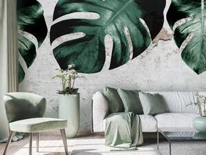 Fototapeta Tvář monstery - kompozice s zelenými listy a betonovou zdí