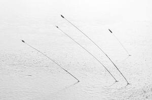 Fotografie Four reeds poking through the ice, Nick Fitzhardinge, (40 x 26.7 cm)