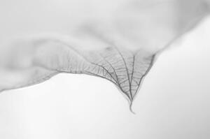 Fotografie A Dry Leaf the tip of a Hosta Plant, Nancybelle Gonzaga Villarroya, (40 x 26.7 cm)