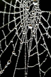Fotografie Spider Web, samveitch, (26.7 x 40 cm)